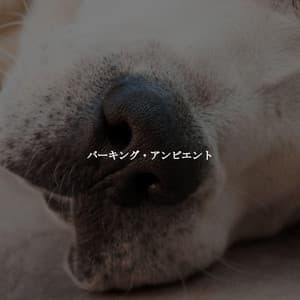 バーキング・アンビエント - Lettura di Musica