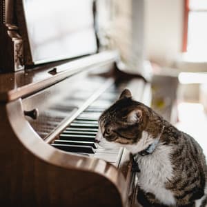 Purring Piano: Cat Relaxation - Piano for cats