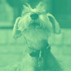 Backdrop for Puppy Blues - Jazz Quintet - Musica Relajante para Perros Momentos