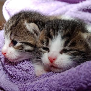 Cat Serenade: Binaural Fire Sounds for Soothing Kitties - Binaural Delta Beats Sleep