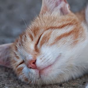 Serene Echoes of Rain: Peaceful Melodies for Serene Cat Naps ASMR - Relax Rain