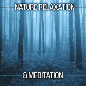 Nature Relaxation & Meditation – Soothing Sounds to Relax, Meditation Awareness, Nature Sounds to Calm Down - Kings of Nature