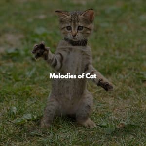 Melodies of Cat - Jazz Collections for Reading
