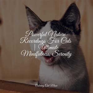 Powerful Nature Recordings For Cats | Ultimate Mindfulness, Serenity - Jazz Music Therapy for Cats