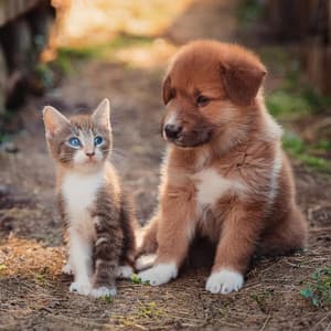 Patas Tranquilas: Música Para Relajación De Mascotas - Reiki para animales