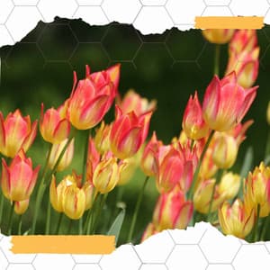 Spa Days at Home - Laid-back - Massage Spa Playlist