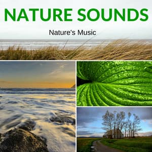 Nature Sounds - Nature's Music