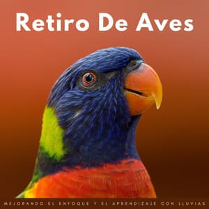Retiro De Aves: Mejorando El Enfoque Y El Aprendizaje Con Lluvias - Lluvia Durmiendo Sonidos