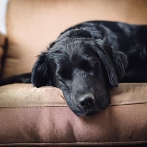 Canciones De Cuna Nocturnas Para Perros Que Duermen - Sonidos Naturales con Música