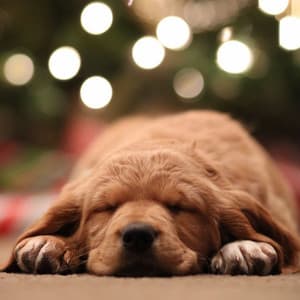 Piano Jazz - Ambiance for Sleepy Pups - Classy Relaxing Dog Music