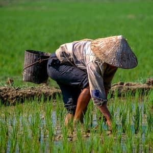 Binaural Work Embrace: Tranquil Rain Productivity Flow - Solfeggio Manifestation