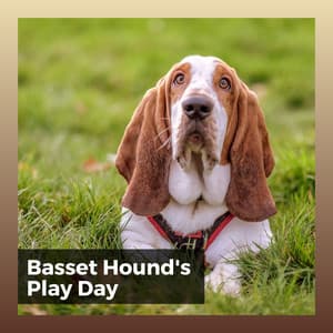 Basset Hound's Play Day - Dog Relaxation