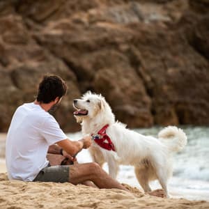 Paws and Nature Waves: Relaxing Sounds for Stress-Free Pet Time - Ocean Currents