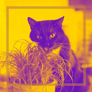 Excellent Backdrop for Lush Kittens - Calming Music for Cats