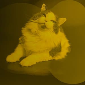 Sleepy Cats - Cat Total Relax