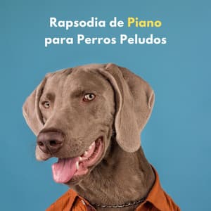 Rapsodia De Piano Para Perros Peludos - Relajante Piano Jazz