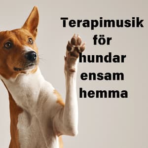 Terapimusik för hundar ensam hemma - Dogotherapy
