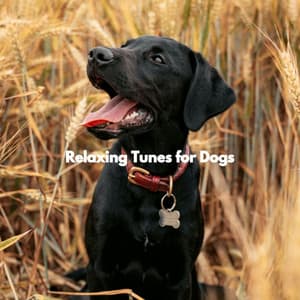 Relaxing Tunes for Dogs - Sleepy Time Sounds