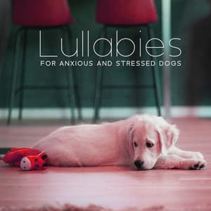 Lullabies for Anxious and Stressed Dogs - Dog Music Oasis