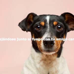 Relajándose junto al fuego con tu amigo canino - Playlist for Nighttime Calm