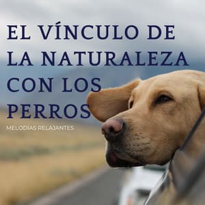 El Vínculo De La Naturaleza Con Los Perros: Melodías Relajantes - ASMR total
