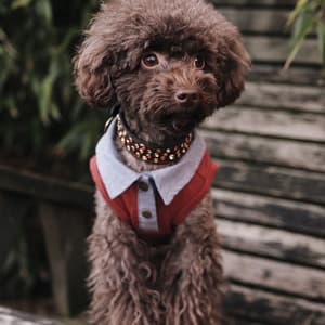 Feelings for Summertime Puppies - Good Dog Music