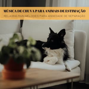 Música De Chuva Para Animais De Estimação: Relaxing Rain Melodies Para Ansiedade De Separação - Paisagens Binaurais