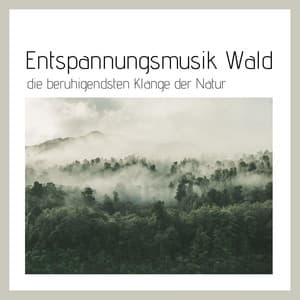 Entspannungsmusik Wald: die beruhigendsten Klänge der Natur - Schlaflieder 101
