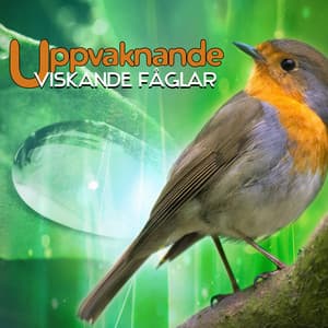 Uppvaknande: Viskande Fåglar - Zen Musik Akademi