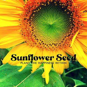 Sunflower Seed: Plant the Happiness Within, Mindfulness Meditation for Anxiety, Set Your Spirit Free, Never Give Up - Cure Depression Music Academy