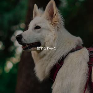 旅するわんこ - Dinner Music Chill