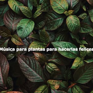 Música para plantas para hacerlas felices - Coffee & Chill Background Music