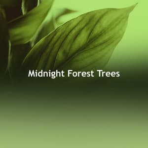 Midnight Forest Trees - Nature Atmospheres