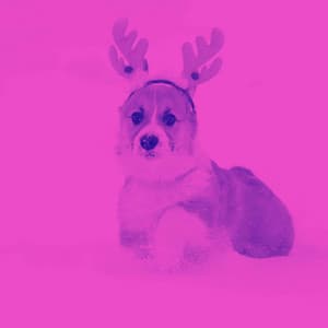 Spacious Background for Soft Doggy - Dog Music