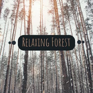 Relaxing Forest: Sounds of Nature for Relaxation, Peaceful Moments & Well Being - Nature Sounds Universe