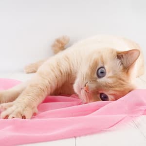 Cat Raindrops: Tender Piano Melodies Play - Melody Elf