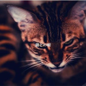 猫との朝 - Night-Time Jazz
