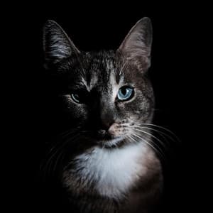 Frecuencias Felinas: Música Para Calmar A Los Gatos - Guru de música tranquila