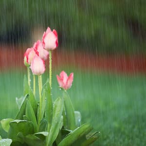 Petrichor Melodies: The Musical Essence of Rain - Solfeggio Tones 528Hz