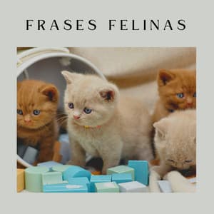 Frases Felinas - Musica para Gatos
