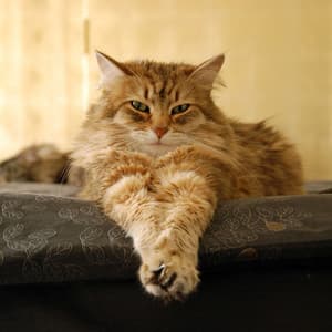 Catty Classics: Cats' Restful Ambient Music - Non-stop Noise Channel