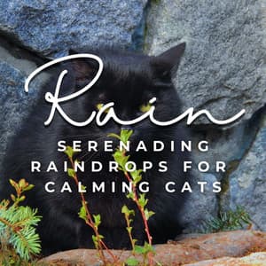 Feline Rain Serenity: Serene Rain Sounds for Calming Cats - Calm Music for Cats