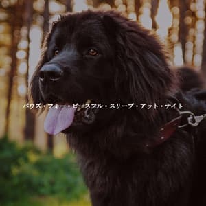 パウズ・フォー・ピースフル・スリープ・アット・ナイト - Cleaning Music Play List