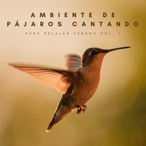 Ambiente De Pájaros Cantando Para Relajar Perros Vol. 1 - Musica para Meditar