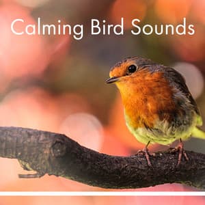 Calming Bird Sounds – Most Relaxing Nature Sounds, New Age Music, Rest a Bit, Relax Yourself - Nature Tribe