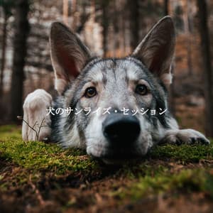 犬のサンライズ・セッション - Cafe Smooth Jazz Radio