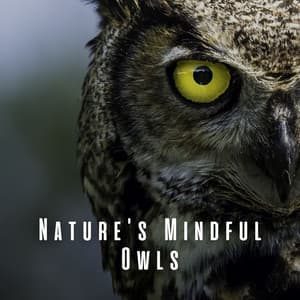 Nature's Mindful Owls: Meditation Under Night Symphony - Brown Owl Plays