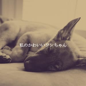 私のかわいいワンちゃん - Abend Jazz