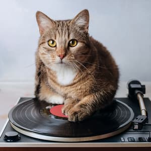 Lofi Music For Cats And Calm - Cat Music Waves