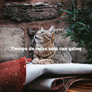 Tiempo de relax solo con gatos - No Words Jazz